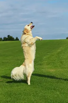 Leap: Female Golden Retriever (Canis lupus familiaris)