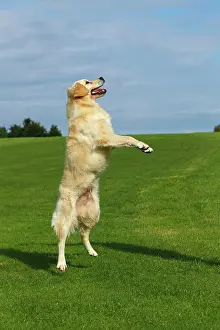 Leap: Female Golden Retriever (Canis lupus familiaris)