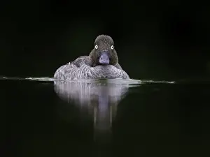 Goldeneye: A female Goldeneye (Bucephala clangula) in overcast