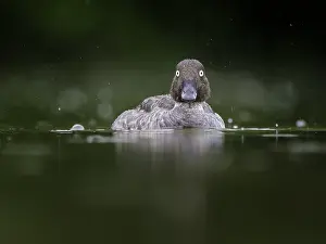 Goldeneye: A female Goldeneye (Bucephala clangula) in the rain