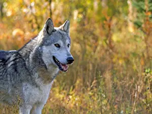 Timber: Female Gray Wolf standing in meadow of autumn colors