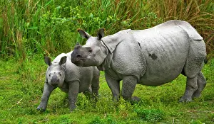 Horned: Female Great one-horned rhinoceroses (Rhinoceros