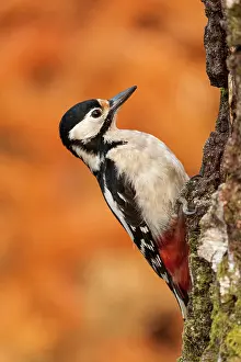 Picoides: Female Great Spotted Woodpecker on a birch trunk