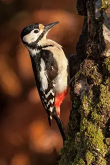 Picoides: Female Great Spotted Woodpecker on a birch trunk