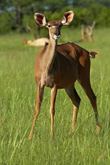 Tragelaphus: Female Greater Kudu (Tragelaphus strepsiceros)