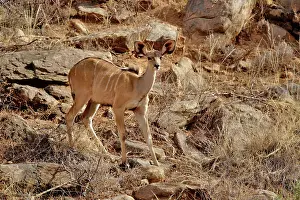 Tragelaphus: Female Greater Kudu, Tragelaphus strepsiceros