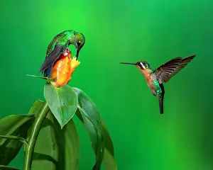 Brilliant: Female Green-crowned Brilliant (Heliodoxa jacula)