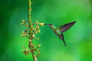 Brilliant: A female Green-crowned Brilliant (Heliodoxa jacula)