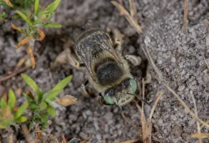 Hexapods: Female Green-eyed flower bee, Anthophora bimaculata