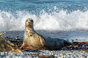 Helgoland: Female grey seal (Halichoerus grypus), dune, Helgoland