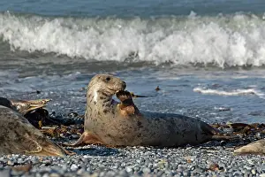 Helgoland: Female grey seal (Halichoerus grypus), dune, Helgoland