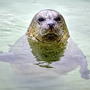 Halichoerus: Female, grey seal (Halichoerus grypus), captive