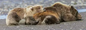 Arctos: Female grizzly bear with second year cub sleeping