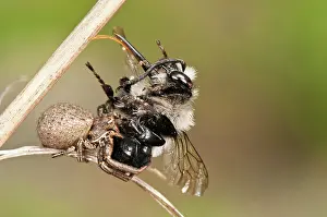 Attacking: Female of ground Crab spider (Xysticus robustus) with pray, Piedmont, Italy