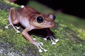 Rican: Female Guajon