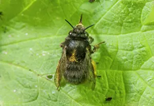 Pesticide: Female Hairy-footed flower bee, Anthophora plumi