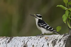 Villosus: Female Hairy Woodpecker