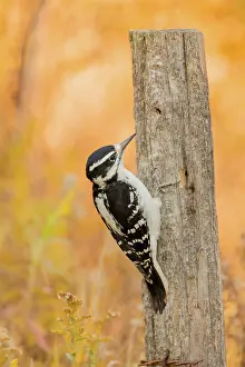 Colaptes: Female Hairy Woodpecker