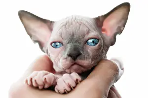 Nudity: Female hands holding pretty kitten of Canadian Sphynx