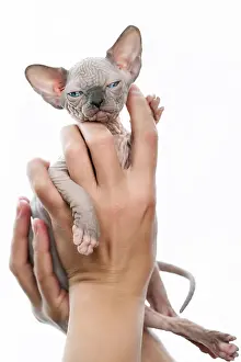 Mythology: Female hands tenderly holding kitten of Canadian