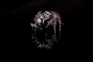 Harris: Female Harris Peacok Spider (Maratus harrisi) with