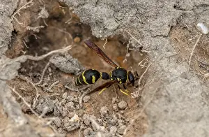 Soil: Female Heath Potter wasp, Eumenes coarctatus, co
