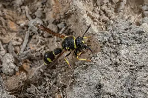 Soil: Female Heath Potter wasp, Eumenes coarctatus, co
