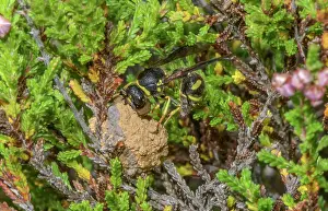 Hexapods: Female Heath Potter wasp, Eumenes coarctatus, wo