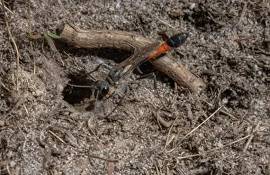 Soil: Female Heath Sand Wasp, Ammophila pubescens, clo