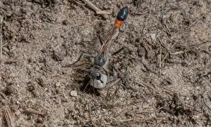 Soil: Female Heath Sand Wasp, Ammophila pubescens, clo