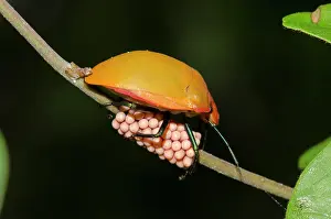 Cotton: Female Hibiscus Harlequin Bug guarding clutch of eggs on ste