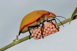 Cotton: Female Hibiscus Harlequin Bug guarding clutch of eggs on ste