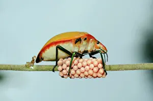 Cotton: Female Hibiscus Harlequin Bug guarding clutch of eggs on ste