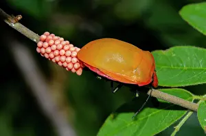 Cotton: Female Hibiscus Harlequin Bug laying eggs on stem - West Bal