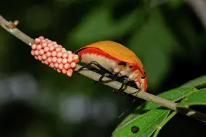 Cotton: Female Hibiscus Harlequin Bug laying eggs on stem - West Bal