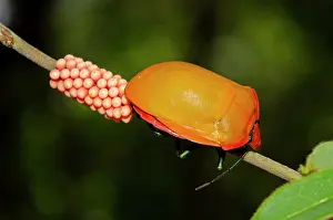 Cotton: Female Hibiscus Harlequin Bug laying eggs on stem - West Bal