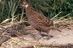 Nepalese: Female Himalayan Monal