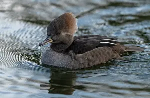 Cucullatus: Female Hooded Merganser, Lophodytes cucullatus
