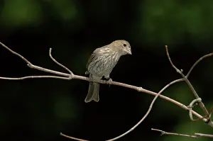 Mexicanus: Female House Finch