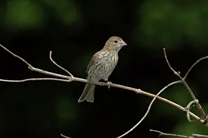Mexicanus: Female House Finch