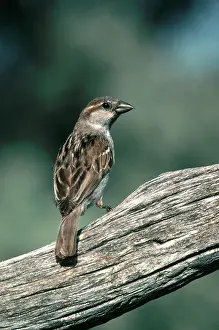 Ploceidae: Female House Sparrow