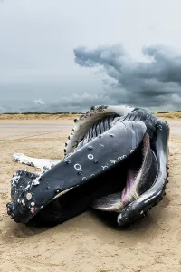 Bodies: Female humpback whale (Megaptera novaeangliae) s