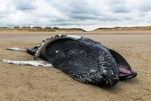 Bodies: Female humpback whale (Megaptera novaeangliae) s