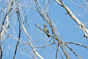 Sharpei: Female Iberian Green Woodpecker