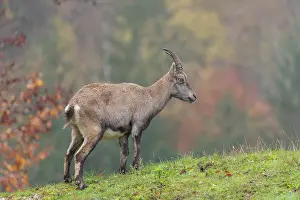 Hills: A female ibex (Capra ibex) walks down a hill on a green meadow on a cloudy day