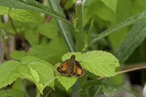 Skipper: Female Indian Skipper