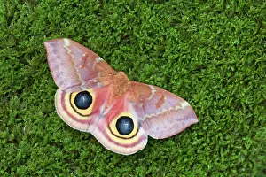 Scare: Female IO Moth on moss