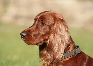Bitches: Female Irish red setter, 2 years old, sideview