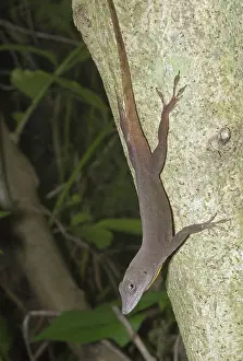 Jamaican: Female Jamaican Anole (Anolis grahami)