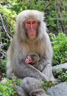 Fuscata: Female Japanese Macaque (Macaca fuscata) with baby